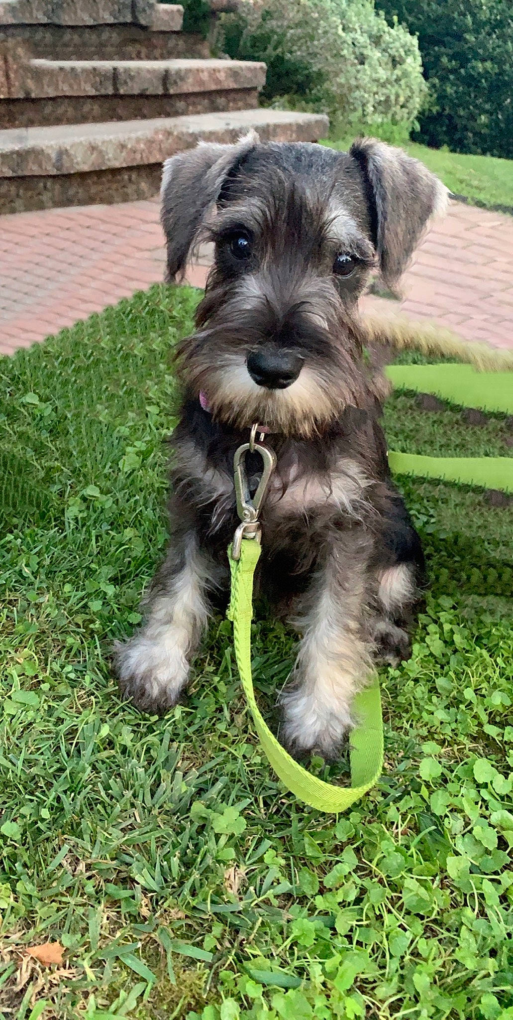 Max joined the competition — help win amazing prizes! canidae, carnivore, cesky_terrier, companion_dog, dog, dog_breed, giant_schnauzer, grass, lakeland_terrier, mammal, miniature_schnauzer, puppy, schnauzer, schnoodle, small_terrier, snout, sporting_group, standard_schnauzer, terrier, vertebrate