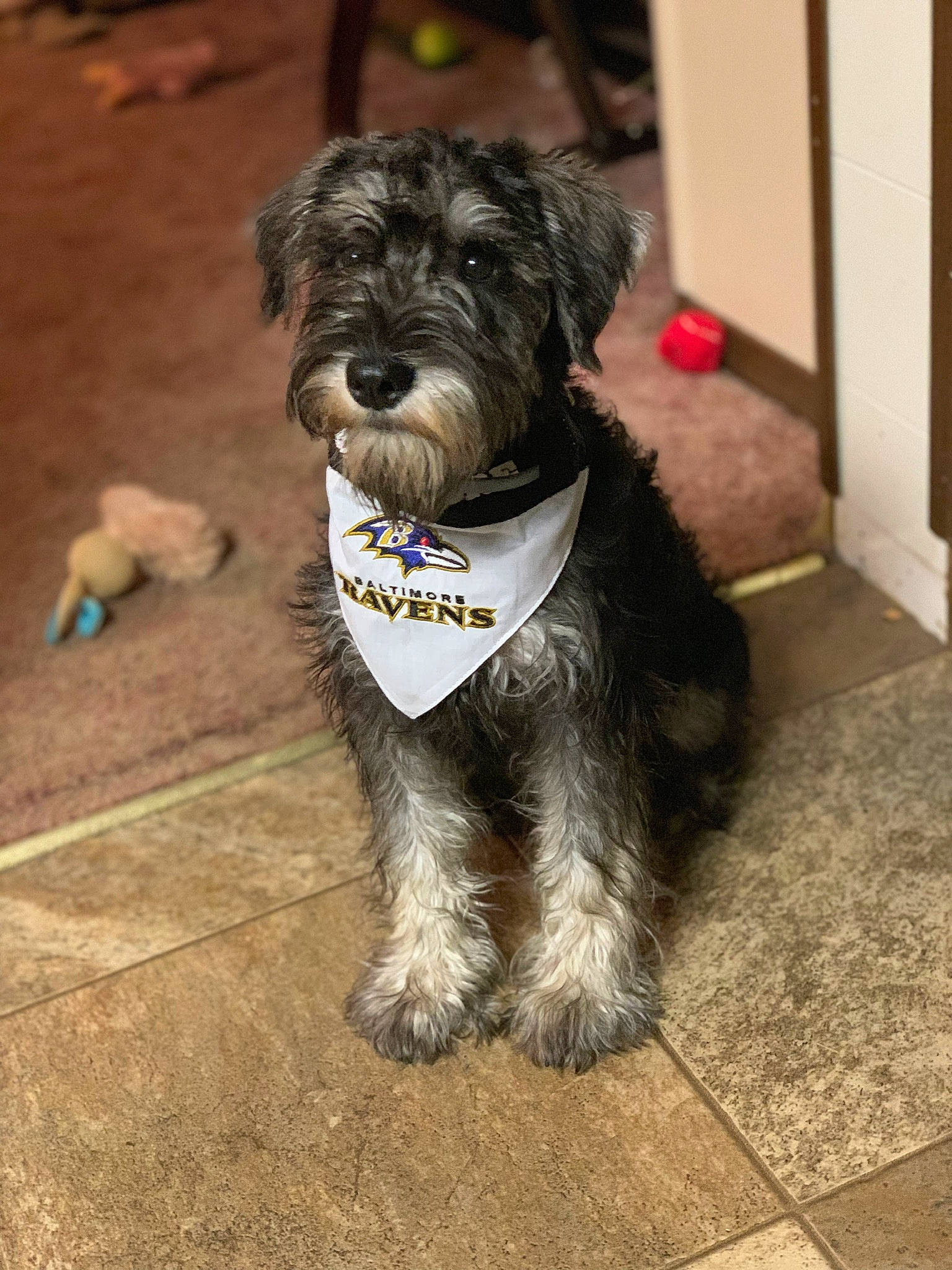 Max is registered to the contest to win money with this photo: canidae, carnivore, companion_dog, dog, dog_breed, mammal, miniature_schnauzer, poodle_crossbreed, puppy, rare_breed_dog, schnauzer, schnoodle, small_terrier, snout, sporting_group, sporting_lucas_terrier, standard_schnauzer, terrier, tibetan_terrier, vertebrate
