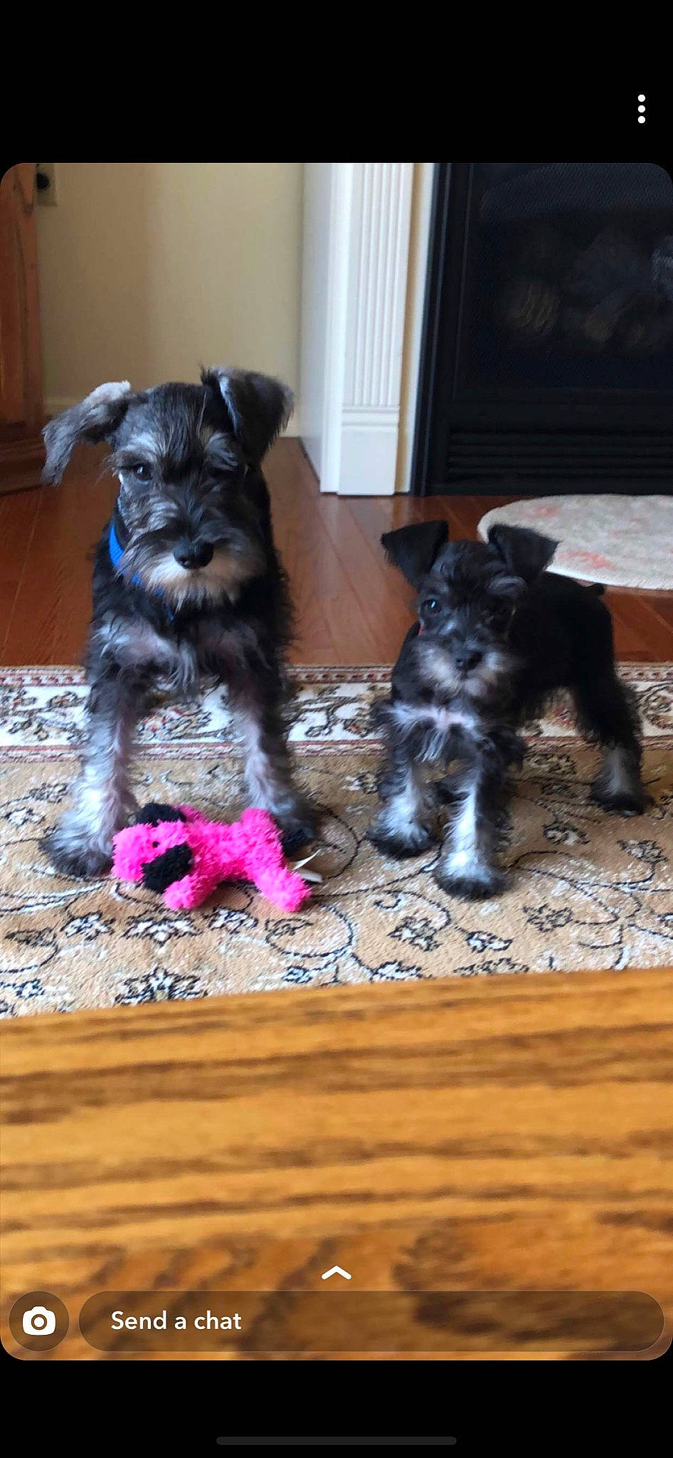 Max is registered to the contest to win money with this photo: canidae, carnivore, cesky_terrier, companion_dog, dog, dog_breed, guard_dog, mammal, miniature_schnauzer, morkie, puppy, rare_breed_dog, schnauzer, small_terrier, snout, sporting_group, sporting_lucas_terrier, standard_schnauzer, terrier, vertebrate