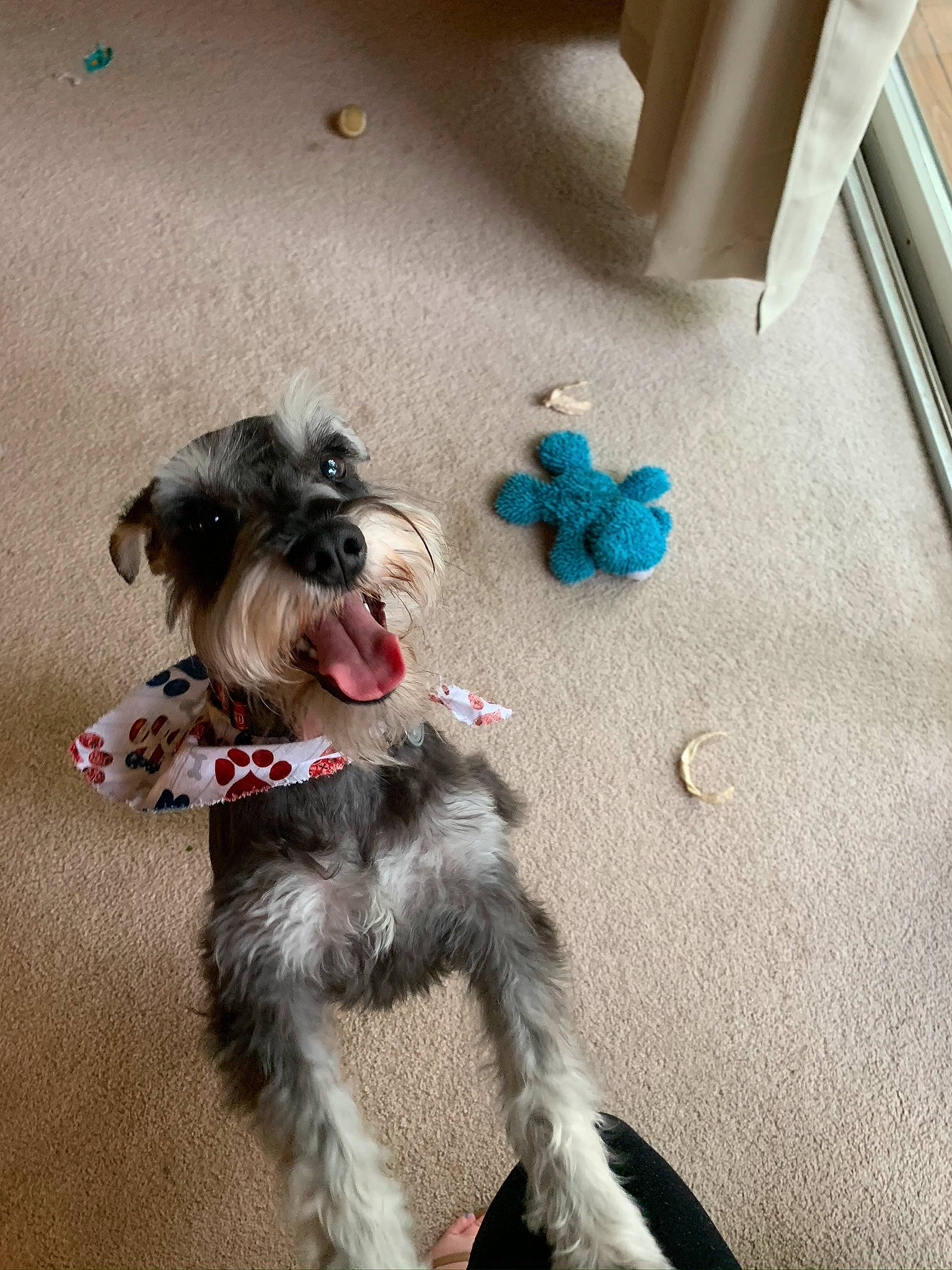 Max joined the competition — help win amazing prizes! affenpinscher, canidae, carnivore, catalan_sheepdog, companion_dog, dog, dog_breed, mammal, miniature_schnauzer, morkie, puppy, rare_breed_dog, schnauzer, schnoodle, small_terrier, snout, sporting_group, standard_schnauzer, terrier, toy_dog