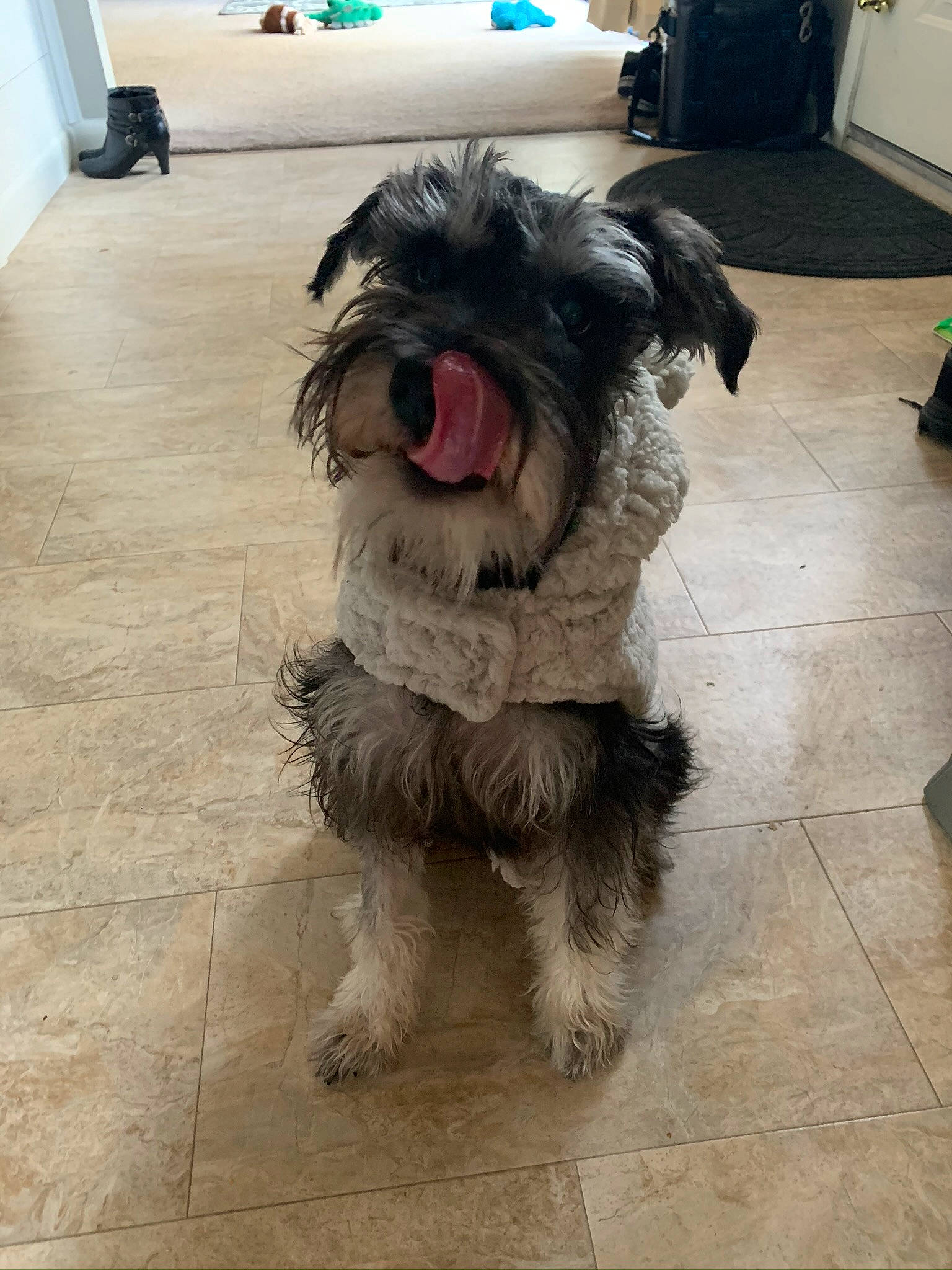 Max joined the competition — help win amazing prizes! bolonka, canidae, carnivore, catalan_sheepdog, companion_dog, dog, dog_breed, mammal, miniature_schnauzer, puppy, rare_breed_dog, sapsali, schnauzer, schnoodle, shih_tzu, snout, sporting_group, terrier, tibetan_terrier, vertebrate