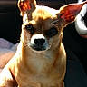 dog, chihuahua, small_dog, pet, animal, portrait, sitting, car, vehicle, indoors, sunlight, fur, brown_fur, tan_fur, large_ears, pointed_ears, black_nose, brown_eyes, closeup, cute