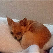 Mia Bella is registered to the contest to win money with this photo: dog, small_dog, tan_dog, sleeping, curled_up, bed, bedding, blanket, indoors, pet, animal, resting, floppy_ears, pointed_ears, brown_fur, cozy, nap, portrait, phone_screenshot, gallery_interface