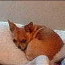dog, small_dog, tan_dog, sleeping, curled_up, bed, bedding, blanket, indoors, pet, animal, resting, floppy_ears, pointed_ears, brown_fur, cozy, nap, portrait, phone_screenshot, gallery_interface
