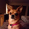 dog, small_dog, tan_dog, chihuahua, pet, animal, portrait, sitting, bed, bedroom, collar, pink_collar, bell, large_ears, dark_eyes, black_nose, short_fur, indoors, cozy, close_up
