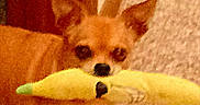 Mia Bella is registered to the contest to win money with this photo: dog, small_dog, tan_dog, puppy, animal, pet, plush_toy, banana_toy, toy, holding_toy, biting_toy, indoors, carpet, cozy, warm_lighting, portrait, close_up, sitting, playful, cute