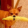 dog, small_dog, tan_dog, puppy, animal, pet, plush_toy, banana_toy, toy, holding_toy, biting_toy, indoors, carpet, cozy, warm_lighting, portrait, close_up, sitting, playful, cute