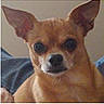 dog, chihuahua, small_dog, pointy_ears, large_ears, brown_fur, tan_fur, white_muzzle, black_nose, dark_eyes, close_up, portrait, pet, indoors, blanket, couch, lounging, alert, funny_expression, animal