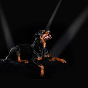 Aika a rejoint le concours — aidez-le/la à gagner de superbes lots ! animal, black_background, canine, dog, domestic_animal, ears, fur, happy, looking_up, lying_down, mammal, nose, open_mouth, paw, pet, portrait, rottweiler, spotlight, studio_lighting, tongue