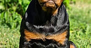 Aika participe au concours pour gagner de l'argent avec cette photo : animal, canine, cute, dandelion, dog, flower, garden, grass, greenery, leaf, nature, outdoor, pet, portrait, puppy, rottweiler, sitting, summer, sunlight, young