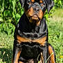 Aika participe au concours pour gagner de l'argent avec cette photo : rottweiler, puppy, dog, grass, dandelion, flower, outdoor, nature, greenery, sunlight, pet, animal, sitting, cute, young, canine, portrait, summer, leaf, garden
