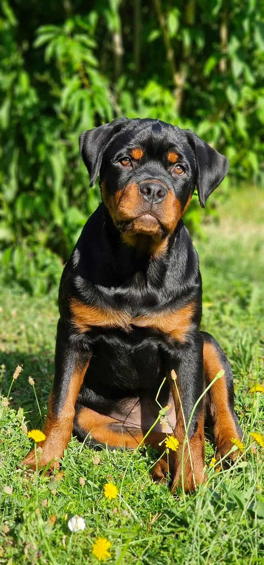 Aika participe au concours pour gagner de l'argent avec cette photo : rottweiler, puppy, dog, grass, dandelion, flower, outdoor, nature, greenery, sunlight, pet, animal, sitting, cute, young, canine, portrait, summer, leaf, garden
