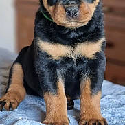 Aika a rejoint le concours — aidez-le/la à gagner de superbes lots ! rottweiler, puppy, dog, black, brown, pet, animal, canine, fur, cute, young, sitting, indoor, blanket, portrait, looking, eyes, ears, nose, paws
