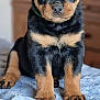 animal, black, blanket, brown, canine, cute, dog, ears, eyes, fur, indoor, looking, nose, paws, pet, portrait, puppy, rottweiler, sitting, young
