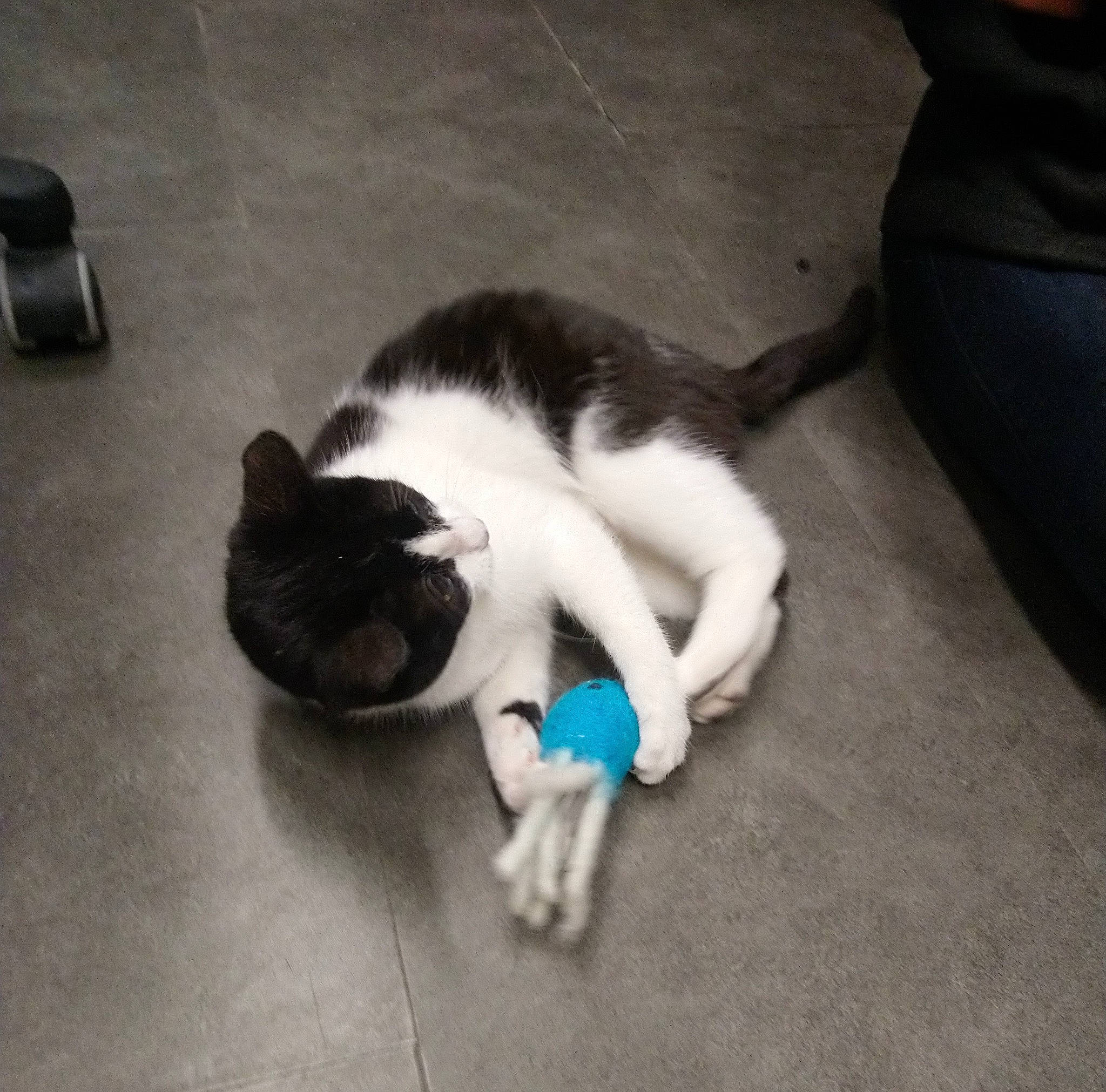 Chivas participe au concours pour gagner de l'argent avec cette photo : canidae, carnivore, cat, cloud, comfort, companion_dog, dog_breed, domestic_short_haired_cat, felidae, floor, flooring, fur, hardwood, human_leg, paw, small_to_medium_sized_cats, sporting_group, tail, whiskers, wood