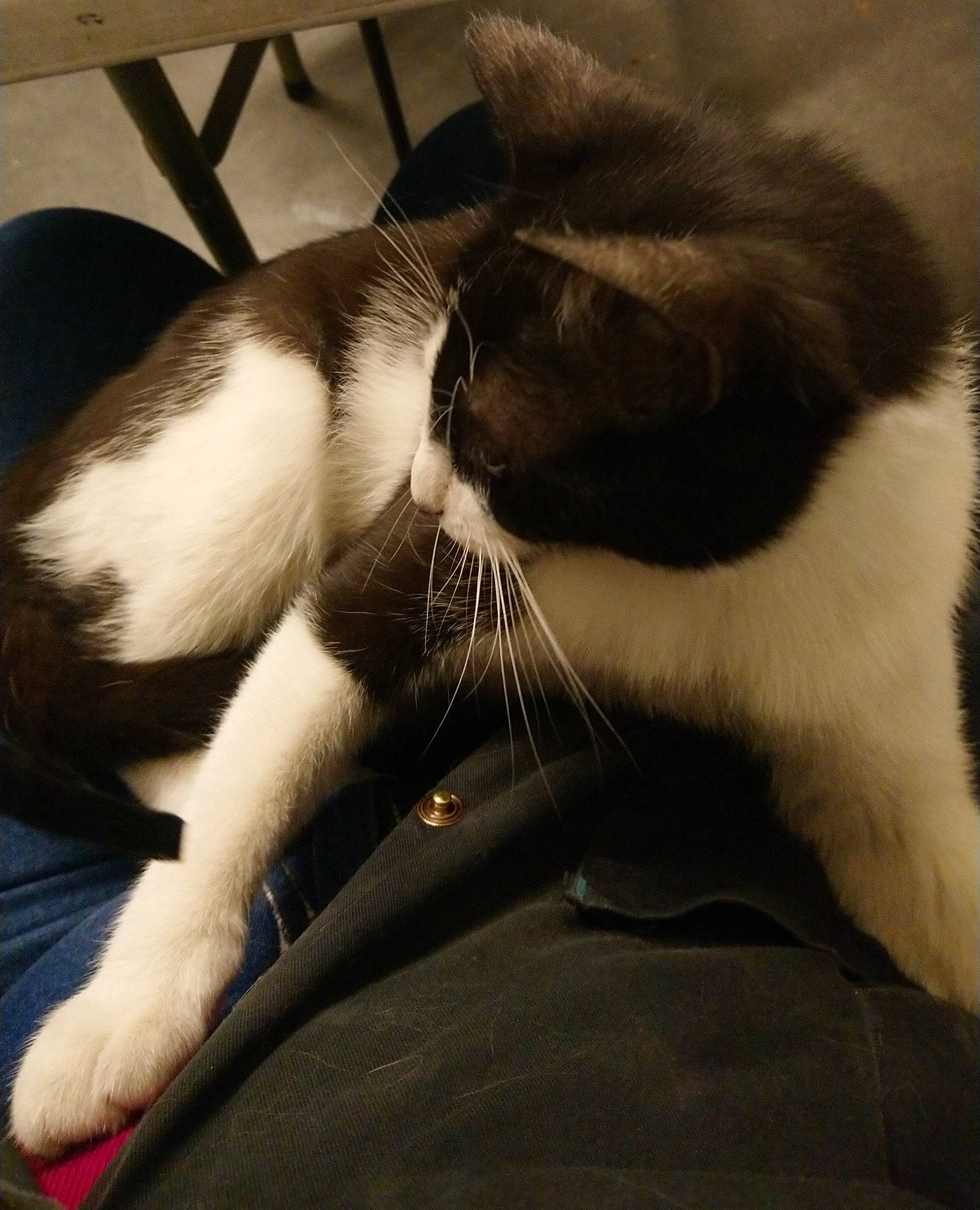 Chivas a rejoint le concours — aidez-le/la à gagner de superbes lots ! black_cat, carnivore, cat, claw, cloud, comfort, domestic_short_haired_cat, felidae, foot, fur, human_leg, lap, nap, paw, sitting, sleep, small_to_medium_sized_cats, snout, tail, whiskers