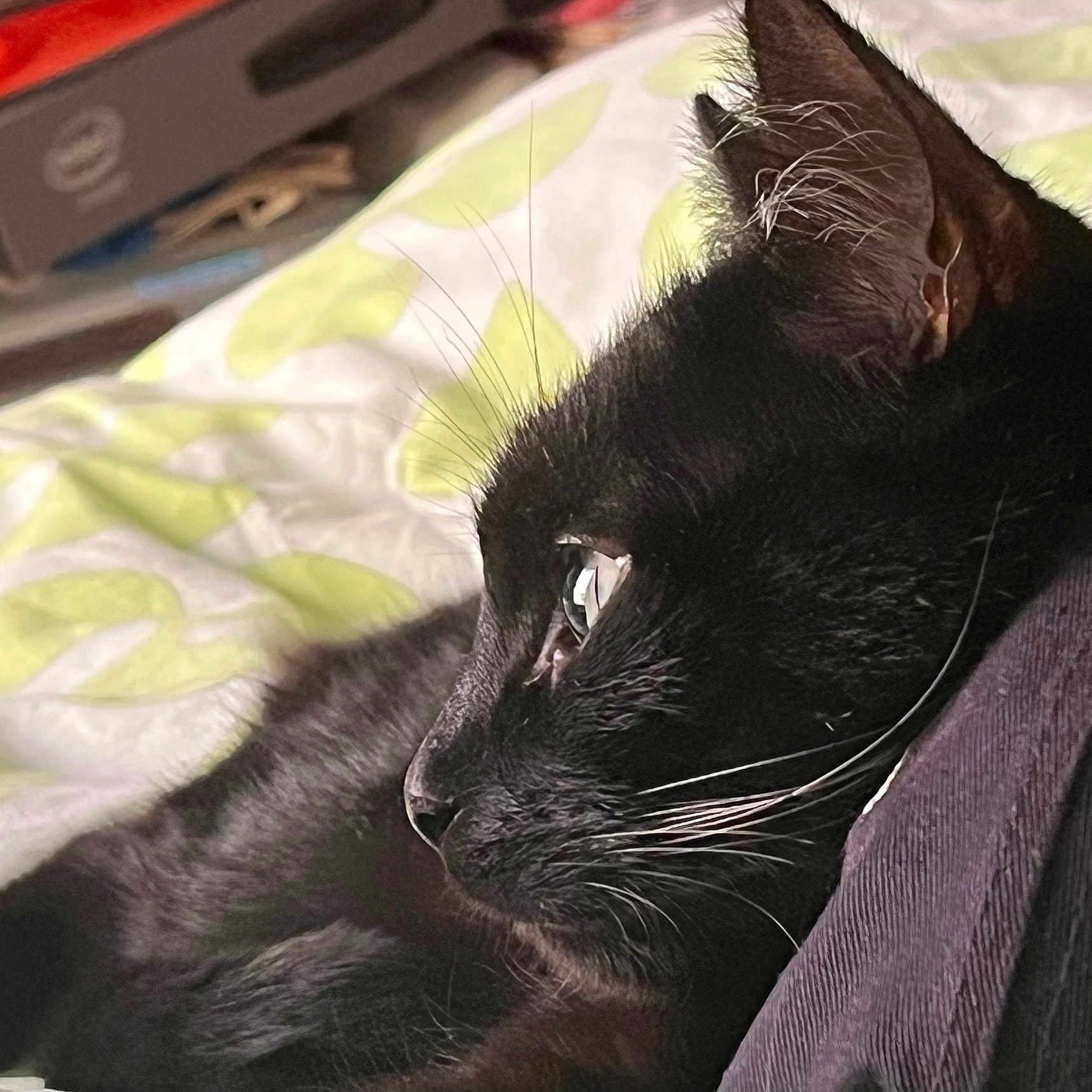 Felix participe au concours pour gagner de l'argent avec cette photo : animal, bedspread, black_cat, cat, close_up, companion, cute, domestic_cat, fur, indoor, looking, mammal, pet, quiet, relaxed, resting, side_profile, sleepy, soft, whiskers