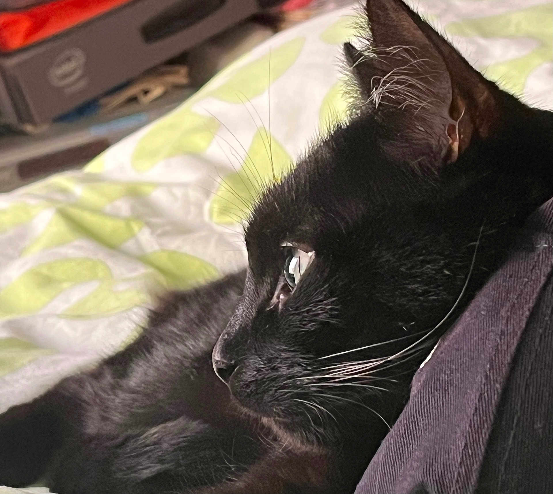 Felix participe au concours pour gagner de l'argent avec cette photo : cat, black_cat, pet, whiskers, close_up, side_profile, indoor, bedspread, animal, fur, relaxed, sleepy, domestic_cat, looking, resting, mammal, cute, soft, quiet, companion