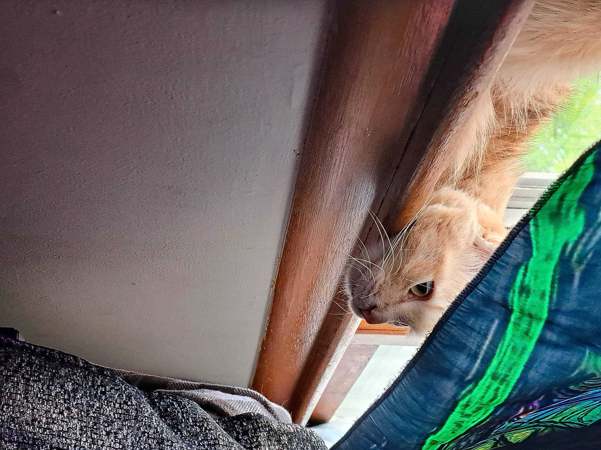 Bluebell is registered to the contest to win money with this photo: elbow, fawn, felidae, foot, fur, grass, hardwood, human_leg, shadow, small_to_medium_sized_cats, snout, tail, thigh, tints_and_shades, tree, trunk, whiskers, wildlife, wood, wood_stain