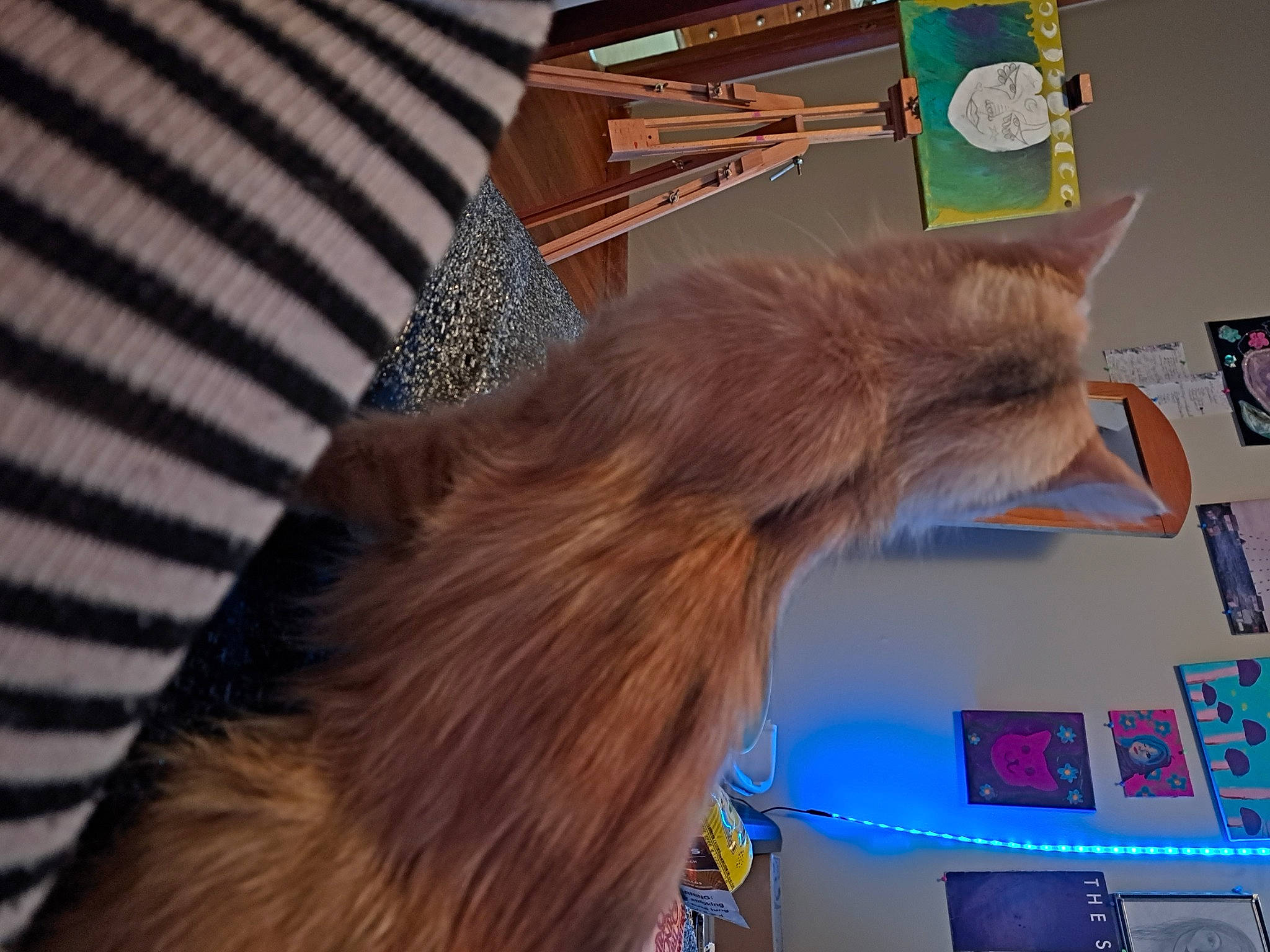 Bluebell joined the competition — help win amazing prizes! canidae, carnivore, cat, companion_dog, dog_breed, fawn, felidae, flooring, fur, gesture, liver, paw, room, small_to_medium_sized_cats, sporting_group, tail, whiskers, wood, wood_stain