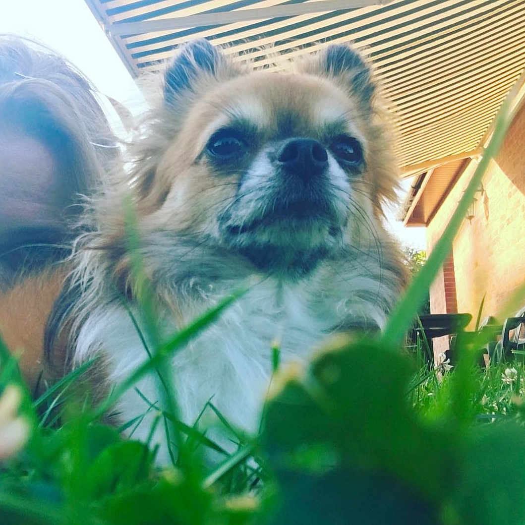 Hugo a rejoint le concours — aidez-le/la à gagner de superbes lots ! dog, small_dog, fluffy, long_hair, brown_and_white, pet, animal, portrait, close_up, outdoor, grass, garden, backyard, patio, brick_wall, roof, fur, snout, ears, looking_at_camera