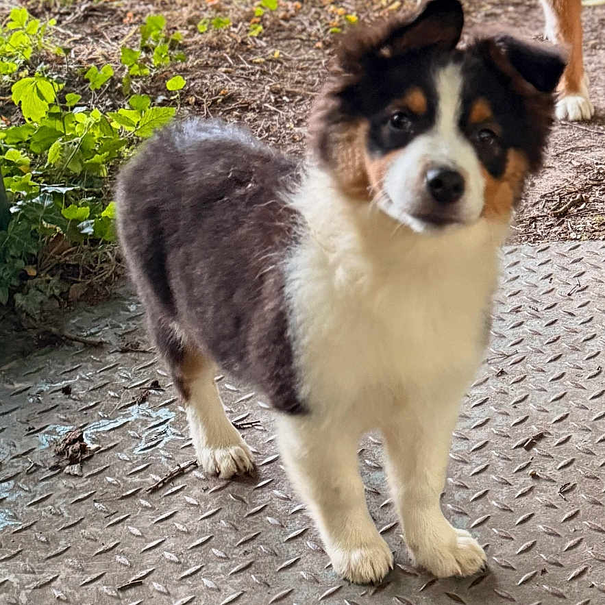Abby a rejoint le concours — aidez-le/la à gagner de superbes lots ! animal, background, black_and_white, canine, curious, cute, dog, ears, fur, grass, ground, metal_surface, nature, outdoor, pet, portrait, puppy, standing, texture, young