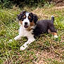 Abby a rejoint le concours — aidez-le/la à gagner de superbes lots ! puppy, dog, grass, outdoor, nature, animal, tricolor, cute, playful, pet, fur, collar, tongue, young, lying_down, grass_field, canine, mammal, adorable, happy