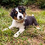 adorable, animal, canine, collar, cute, dog, expression, fluffy, fur, grass, greenery, head_tilt, mammal, nature, outdoor, pet, playful, puppy, tricolor, young
