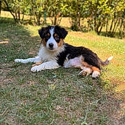 Abby participe au concours pour gagner de l'argent avec cette photo : puppy, dog, grass, outdoor, animal, tricolor, cute, pet, nature, summer, young, fur, lying_down, backyard, sunlight, canine, playful, mammal, adorable, eyes