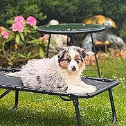 Oslo a rejoint le concours — aidez-le/la à gagner de superbes lots ! puppy, dog, australian_shepherd, pet_bed, garden, grass, flowers, pink_flowers, turtle_statue, greenery, outdoor, cute, fur, animal, relaxing, daylight, nature, summer, small_dog, fluffy