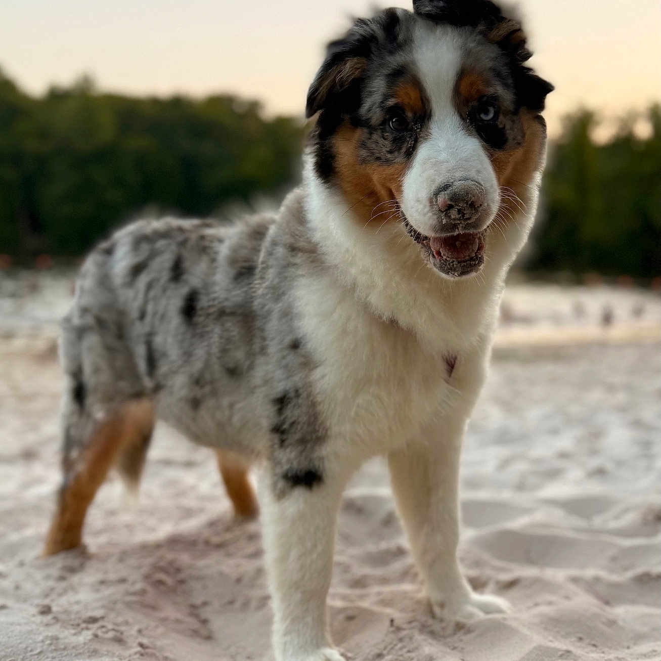 Oslo a rejoint le concours — aidez-le/la à gagner de superbes lots ! animal, australian_shepherd, beach, black_spots, brown_markings, canine, dog, fur, happy, nature, outdoor, pet, playful, portrait, sand, smiling, standing, sunset, white_fur, young_dog