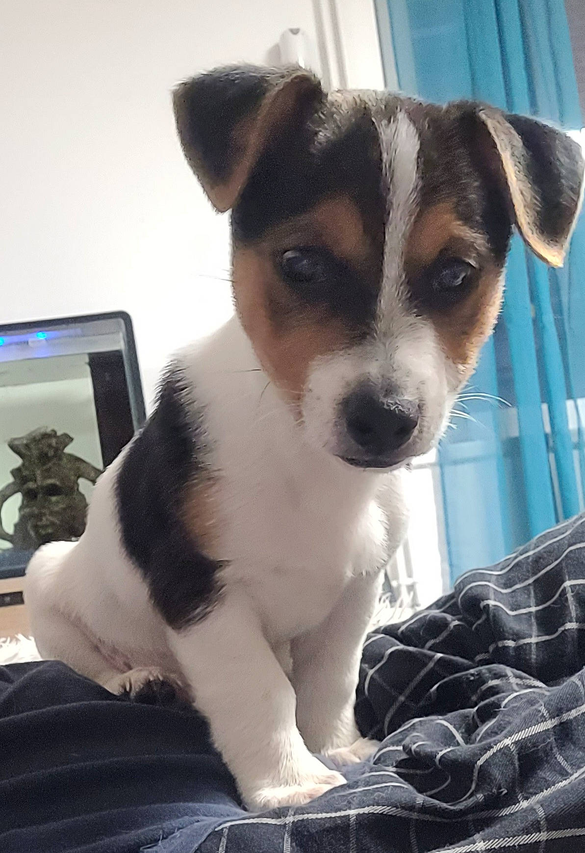 Eliott a rejoint le concours — aidez-le/la à gagner de superbes lots ! carnivore, chilean_fox_terrier, collar, companion_dog, computer_monitor, cup, dog, dog_breed, drinkware, fawn, fur, irishjacks, paw, small_terrier, snout, sporting_group, terrier, toy_dog, whiskers, working_animal