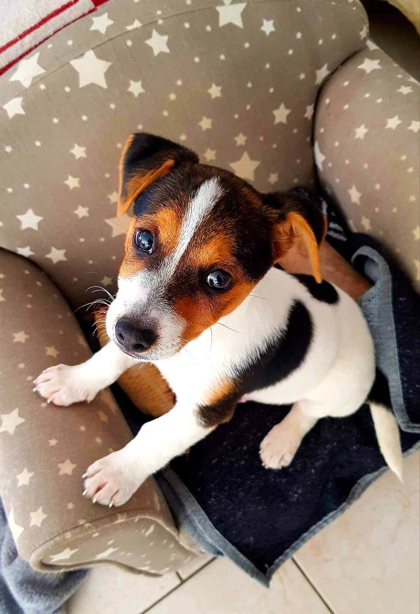 Eliott a rejoint le concours — aidez-le/la à gagner de superbes lots ! ancient_dog_breeds, canidae, carnivore, comfort, companion_dog, dog, dog_breed, fawn, irishjacks, pattern, paw, puppy, small_terrier, snout, sporting_group, terrier, toy_dog, whiskers, working_animal