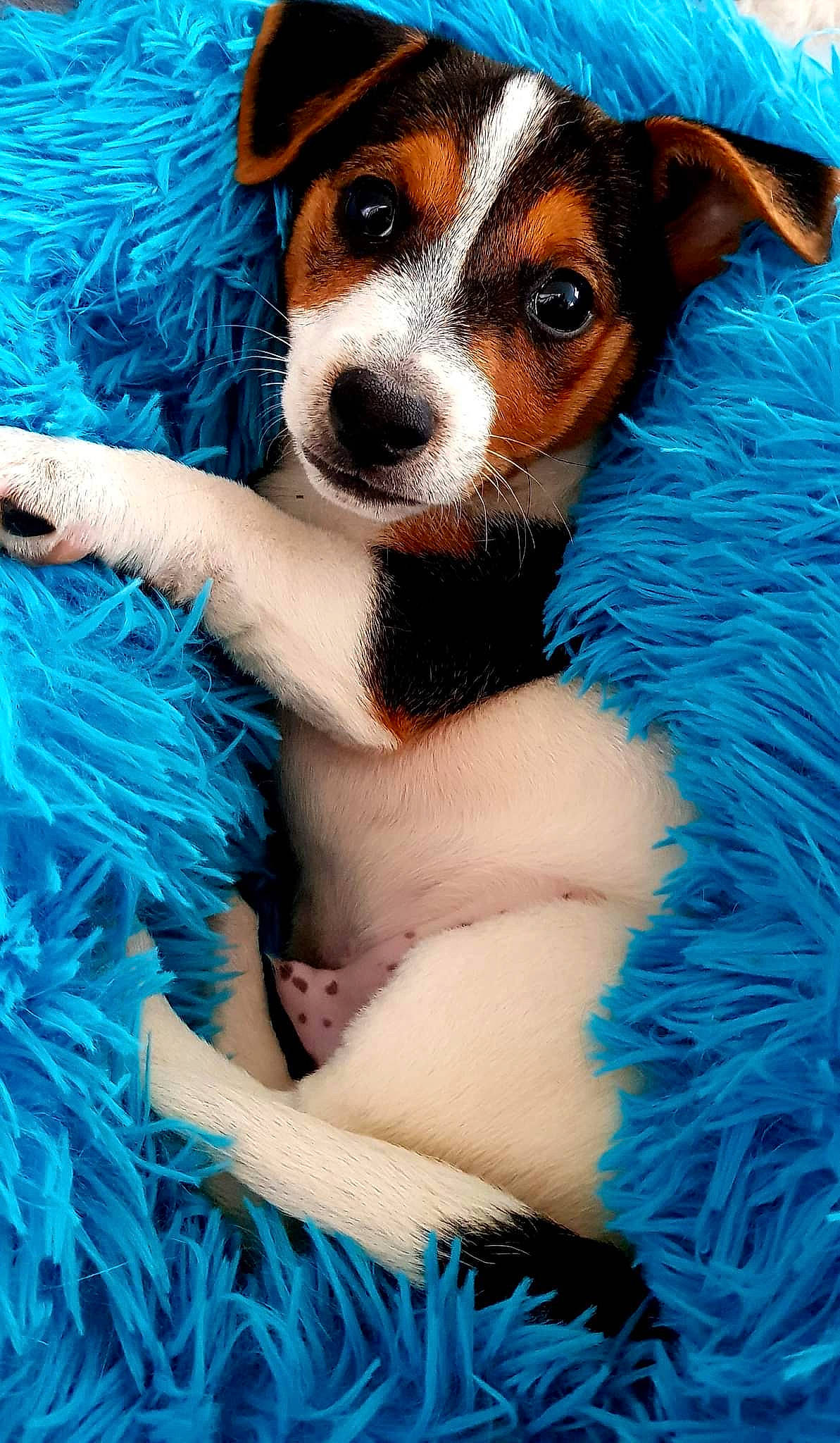 Eliott participe au concours pour gagner de l'argent avec cette photo : azure, blue, canidae, carnivore, companion_dog, dog, dog_breed, electric_blue, fawn, fur, green, non_sporting_group, photography, sporting_group, terrier, toy_dog, whiskers