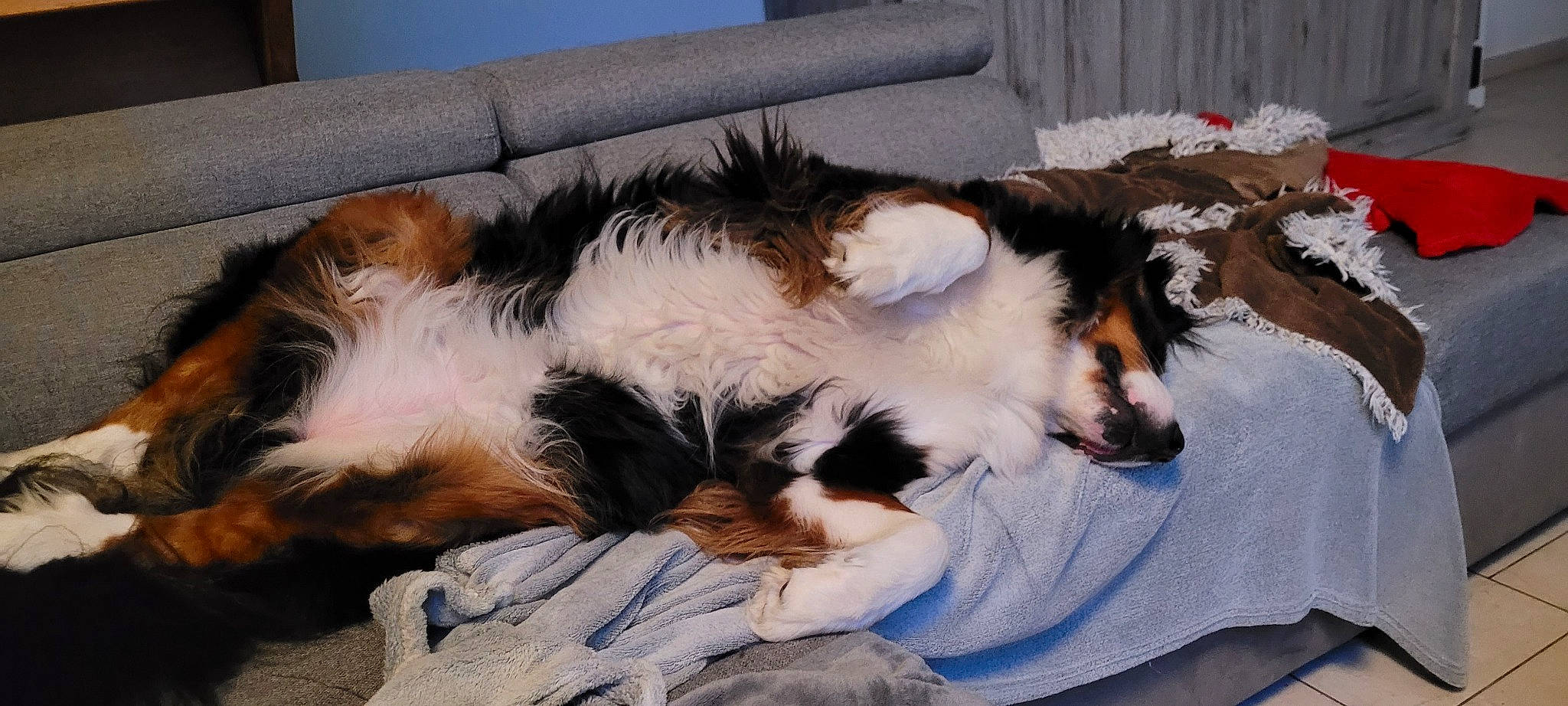 Nina a rejoint le concours — aidez-le/la à gagner de superbes lots ! canidae, carnivore, claw, comfort, companion_dog, couch, dog, dog_breed, felidae, fur, herding_dog, lap, nap, paw, rough_collie, sleep, small_to_medium_sized_cats, sporting_group, tail, whiskers