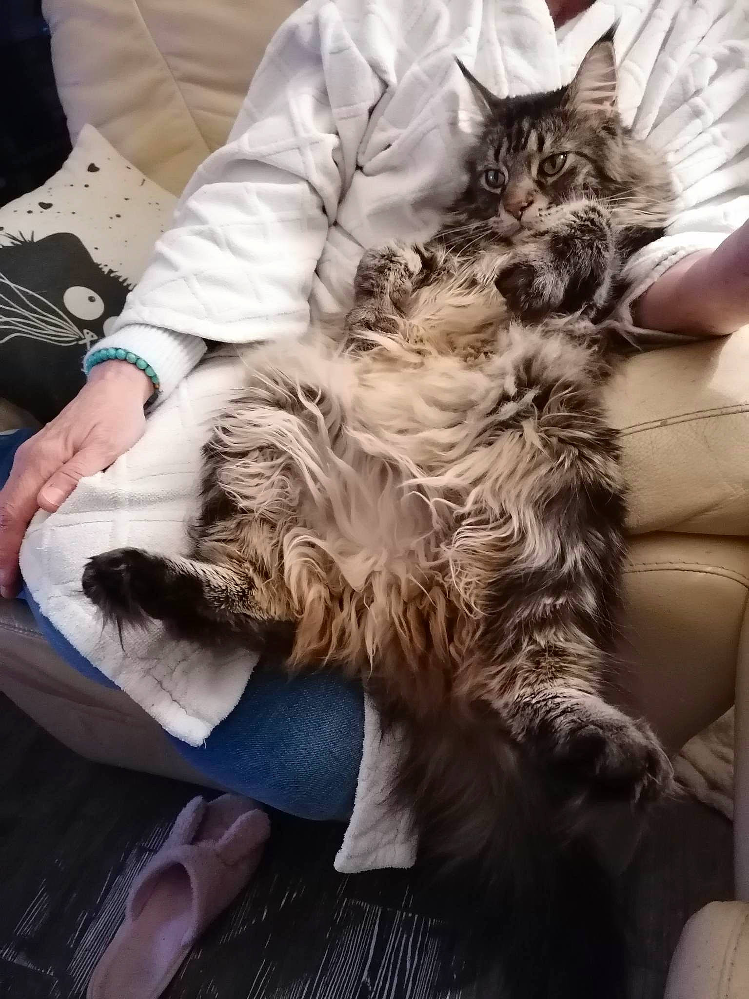 Scooby a rejoint le concours — aidez-le/la à gagner de superbes lots ! canidae, carnivore, cat, claw, comfort, companion_dog, dog_breed, felidae, fur, gesture, human_leg, lap, maine_coon, nap, paw, sitting, small_to_medium_sized_cats, sporting_group, tail, whiskers