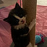 Yarrow is registered to the contest to win money with this photo: kitten, cat, scratching_post, black_and_white, indoor, pet, cute, animal, feline, toy, climbing, fur, small, playful, whiskers, paws, curious, young, domestic, background