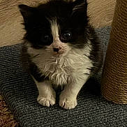 Yarrow joined the competition — help win amazing prizes! kitten, cat, black_and_white, furry, pet, indoor, scratching_post, carpet, floor, cute, small, young, animal, whiskers, paws, fur, curious, sitting, mammal, domestic
