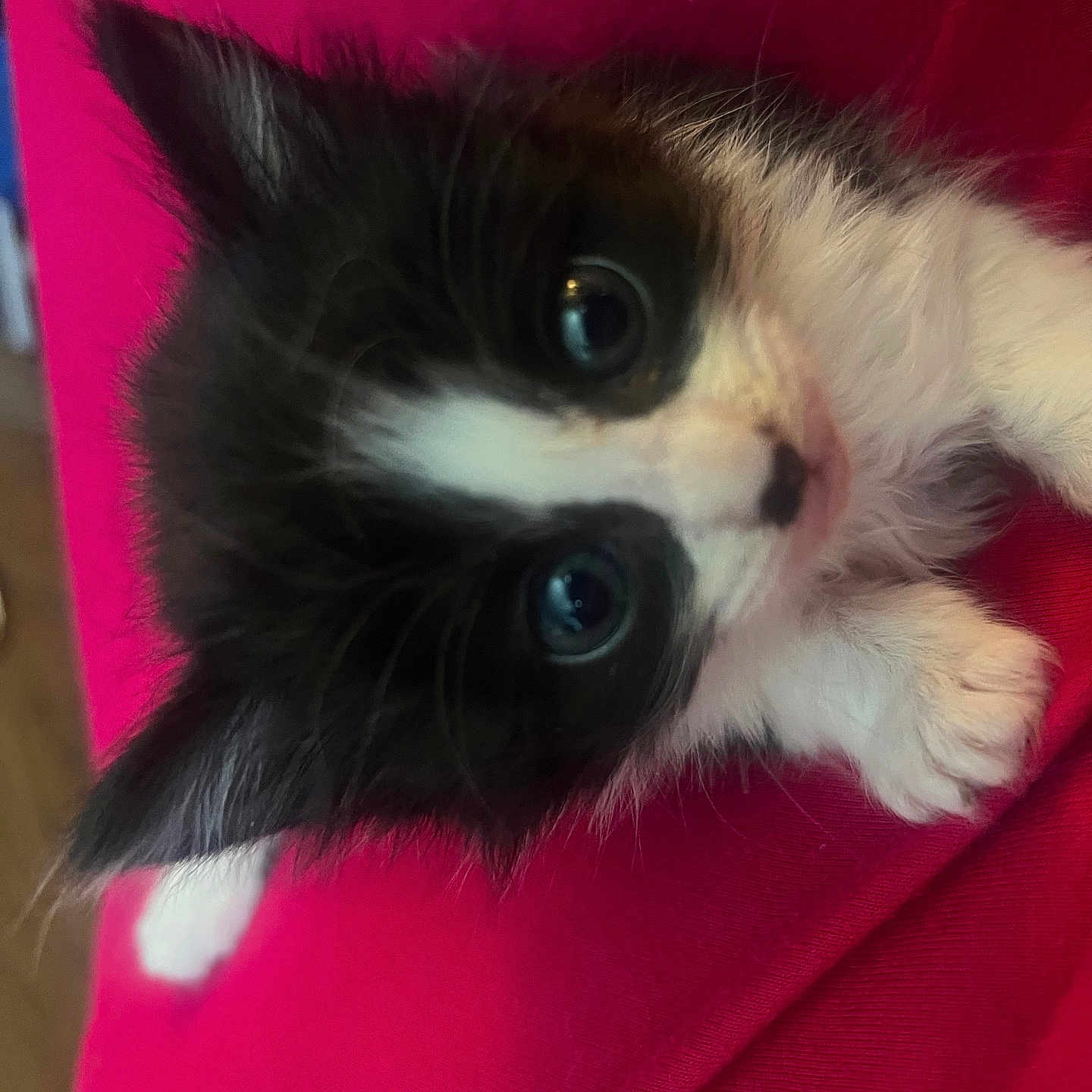 Yarrow is registered to the contest to win money with this photo: kitten, cat, black_and_white, close_up, fur, paw, pet, animal, cute, eyes, whiskers, indoor, pink_background, resting, small, young, feline, adorable, soft, curious