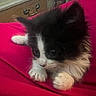 Yarrow joined the competition — help win amazing prizes! kitten, cat, black_and_white, furry, pet, animal, cute, indoor, blanket, red, wooden_drawer, curious, small, young, claws, paw, face, fur, domestic, cozy