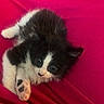kitten, cat, black_and_white, fur, pet, cute, small, paw, animal, indoor, resting, lying_down, looking_up, adorable, young, feline, soft, pink, red_background, whiskers
