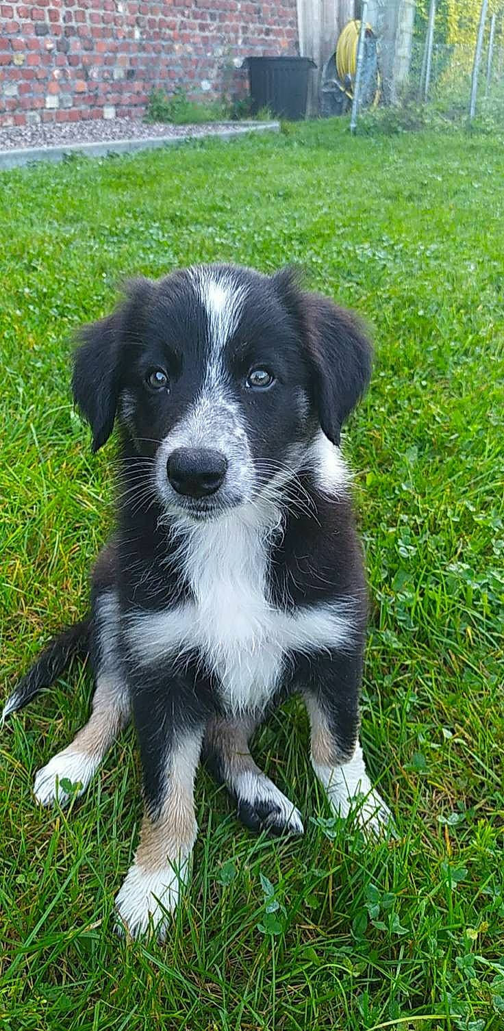 Sawyer a rejoint le concours — aidez-le/la à gagner de superbes lots ! australian_collie, borador, border_collie, canidae, carnivore, companion_dog, dog, dog_breed, grass, groundcover, plant, snout, sporting_group, terrestrial_animal, whiskers, working_animal, working_dog