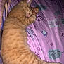 abyssinian, animal, bed, bedroom, blanket, cat, couch, cushion, furniture, homedecor, indoors, kitten, linen, manx, person, pet, quilt, room, siamese, sleeping