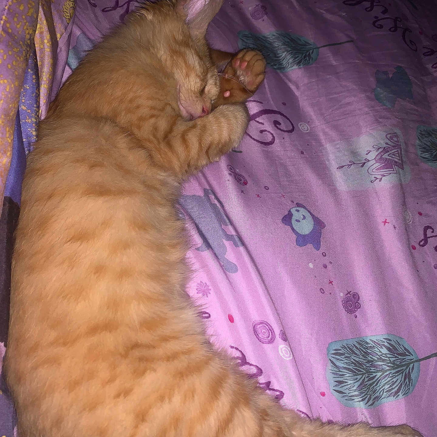 Simba joined the competition — help win amazing prizes! abyssinian, animal, bed, bedroom, blanket, cat, couch, cushion, furniture, homedecor, indoors, kitten, linen, manx, person, pet, quilt, room, siamese, sleeping