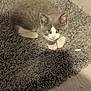 Baby Cat joined the competition — help win amazing prizes! kitten, cat, gray_cat, white_paws, curious, fur, pet, animal, indoor, rug, floor, cute, small, young, feline, whiskers, ears, cozy, looking, lying_down