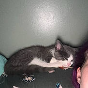 Baby Cat joined the competition — help win amazing prizes! kitten, cat, sleeping, pillow, floral, gray, white, pet, cozy, resting, indoor, young_cat, animal, fur, cute, companion, napping, soft, relaxed, person