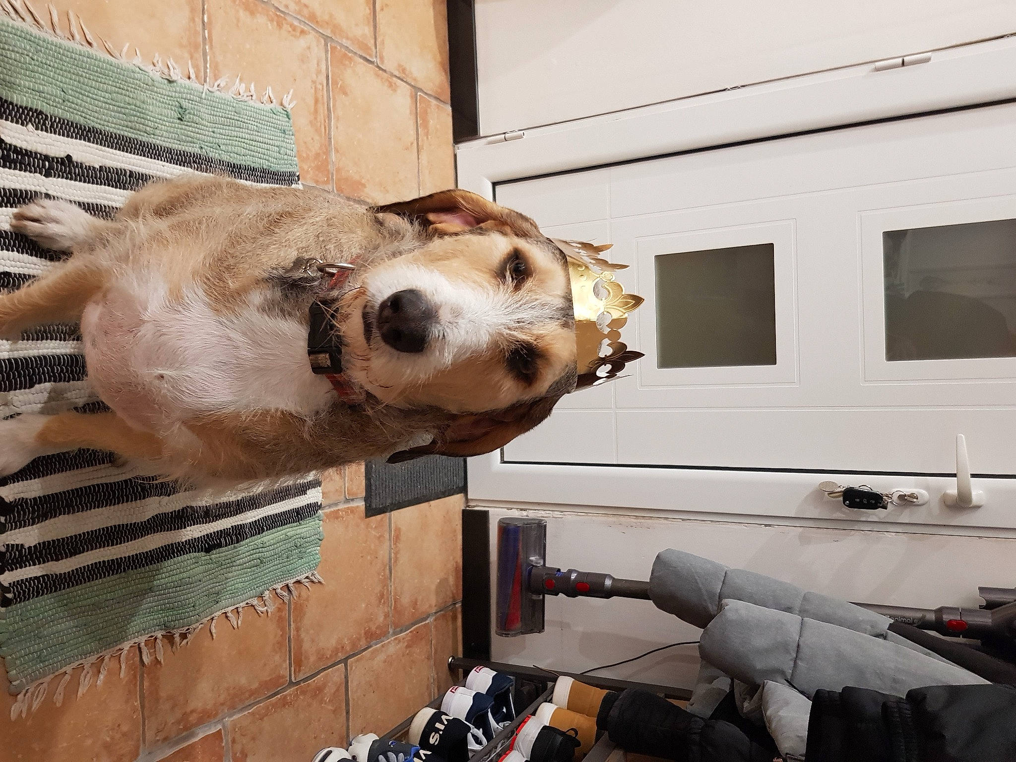 Pipper a rejoint le concours — aidez-le/la à gagner de superbes lots ! art, canidae, carnivore, companion_dog, dog, dog_breed, facade, fawn, fur, machine, metal, pet_supply, snout, sporting_group, whiskers, window, working_animal