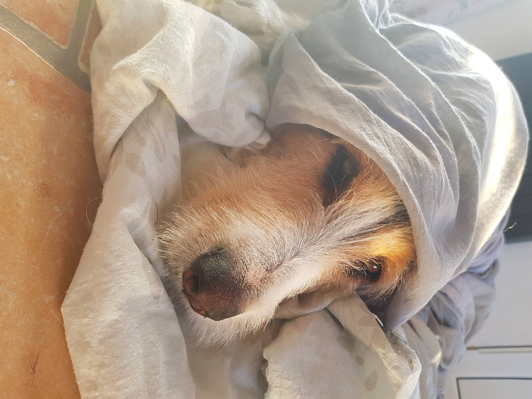 Pipper participe au concours pour gagner de l'argent avec cette photo : bed, bedding, canidae, carnivore, comfort, companion_dog, dog, dog_breed, duvet, fawn, fur, hat, linens, nap, snout, sporting_group, terrestrial_animal, toy_dog, whiskers, wrinkle