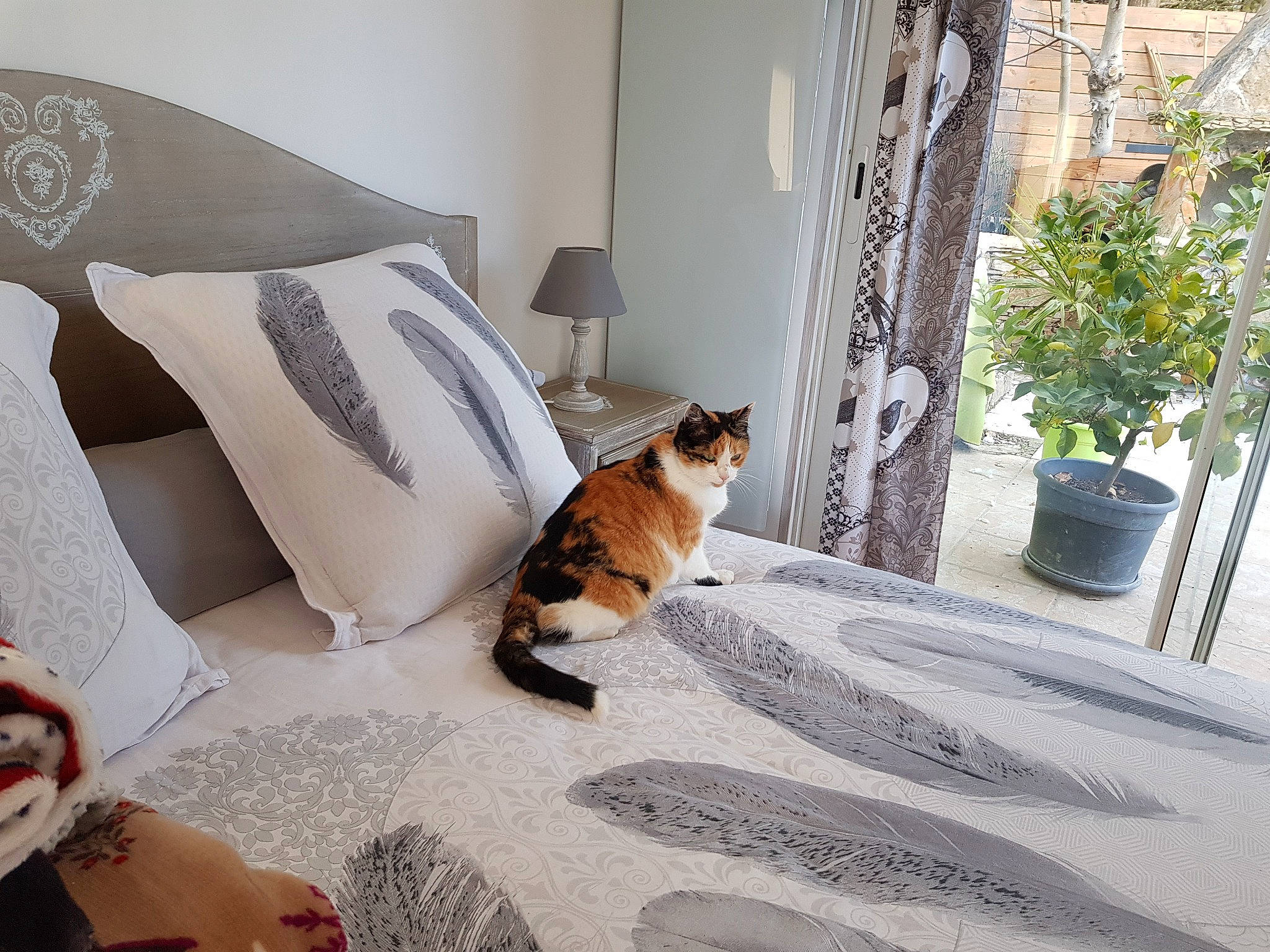 Cannelle a rejoint le concours — aidez-le/la à gagner de superbes lots ! bedding, carnivore, cat, comfort, companion_dog, fawn, felidae, floor, flooring, flowerpot, grey, houseplant, interior_design, linens, plant, shade, small_to_medium_sized_cats, tail, whiskers, wood