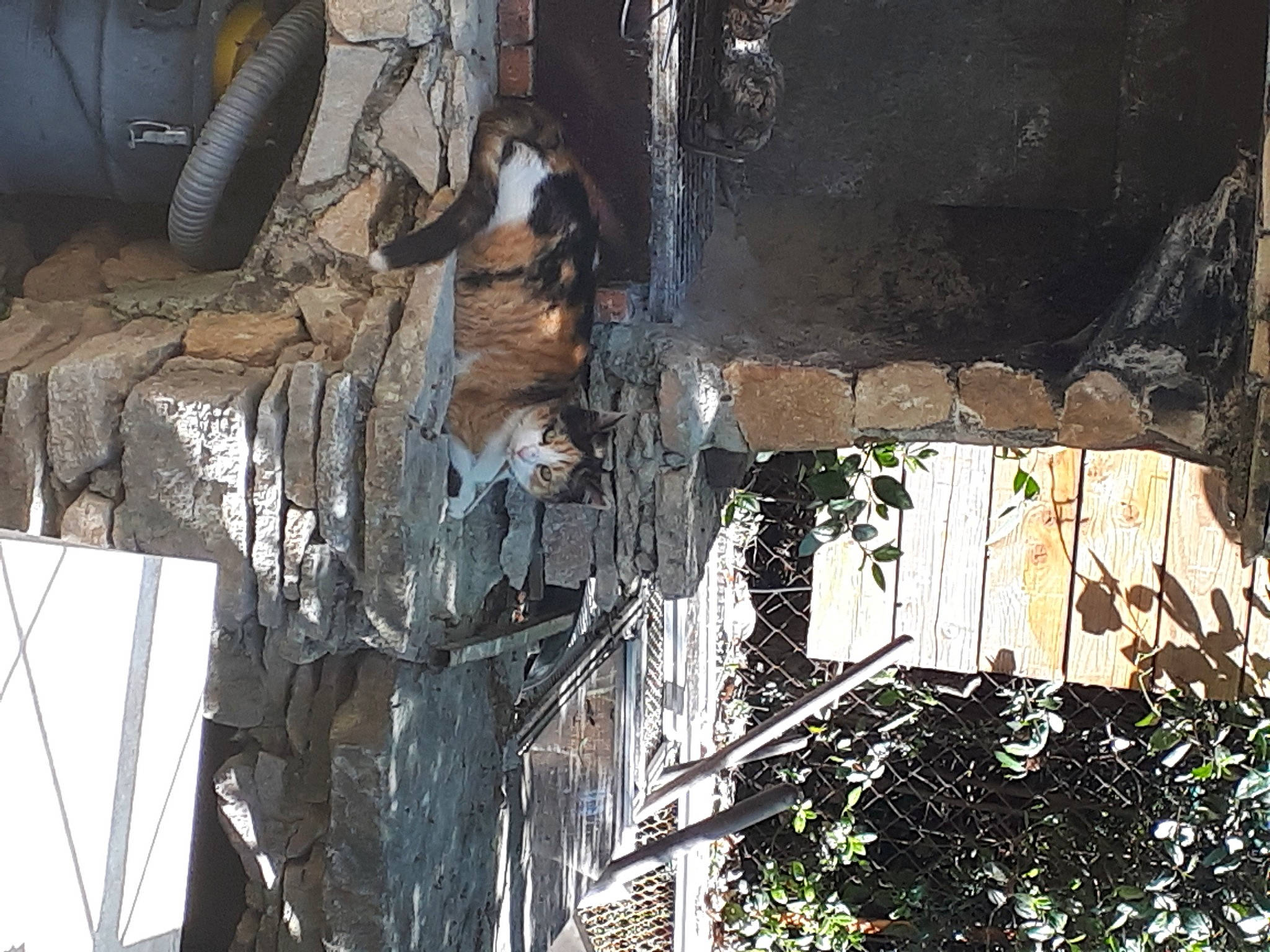 Cannelle participe au concours pour gagner de l'argent avec cette photo : art, building, facade, house, luggage_and_bags, metal, plant, tree, trunk, window, wood